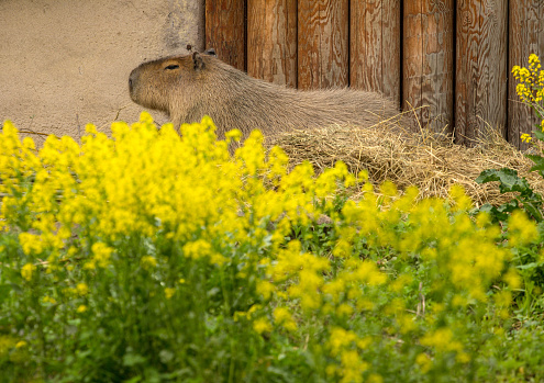 Cute capybara resting on the field of yellow flowers