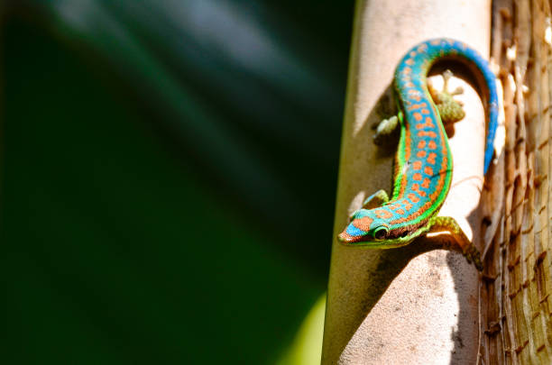 istock Endemic green gecko from Mauritius 800506938