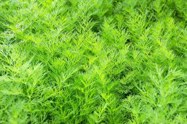 istock Young fresh fennel in the garden 800507644