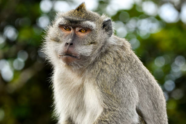 istock Macaque monkey from Grand Bassin sacred lake, Mauritius 800507776