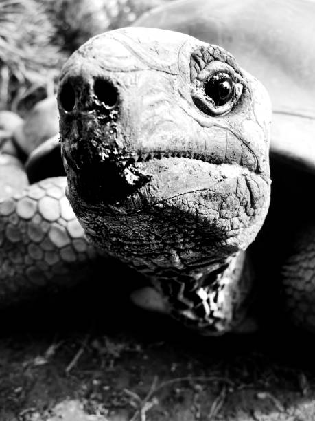 istock Aldabra tortoise in close up 800508762