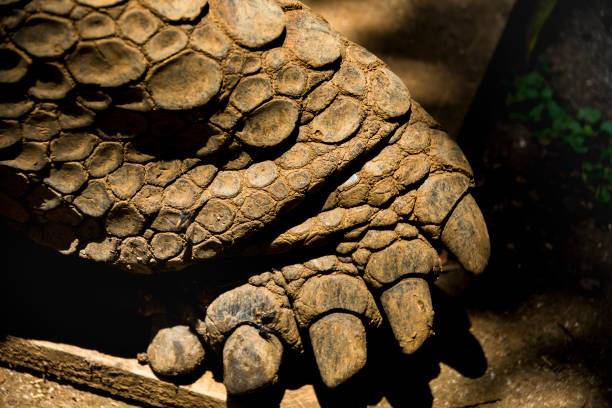 Close-up of a legend Leopard Tortoise Head Bergskilpad called Doppie