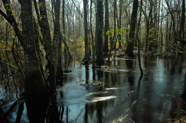 little pee dee river - pee dee river stock-fotos und bilder