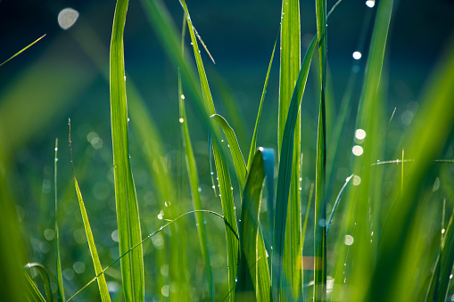 Green grass with water drops after rain.
