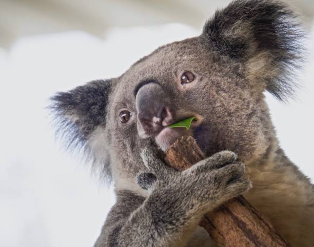 istock Close-up : Portrait Of Cute Koala Eating Green Leaf 800522918