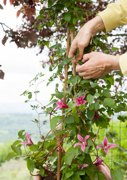 Clematis Princess Diana with climbing purple red flowers The gardener cultivates a specimen of Clematis Princess Diana clematis stock pictures, royalty-free photos & images