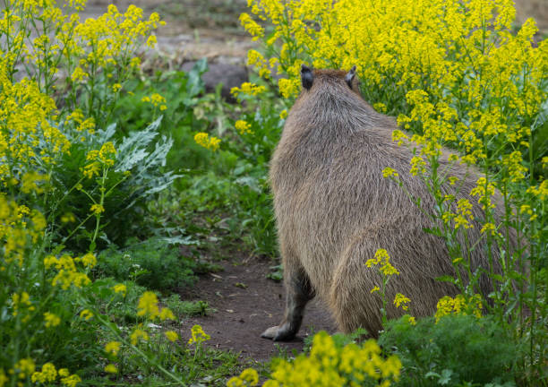 Back view of cute capybara sitting on the field of yellow flowers