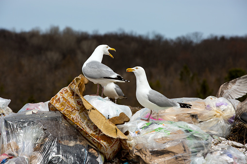 sea gulls on garbage pile landfill site