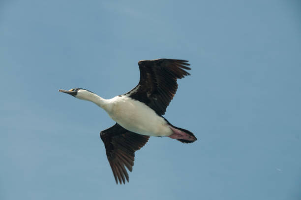 istock South Georgian Imperial Shags 800638854