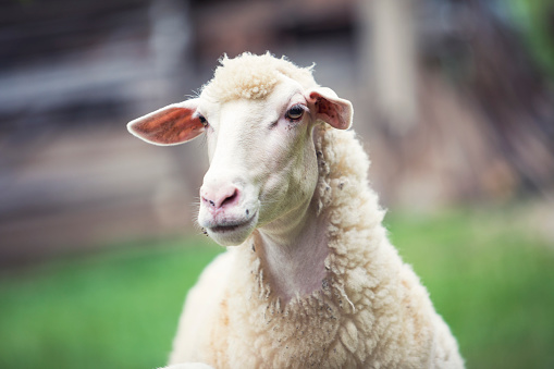 Sheep portrait