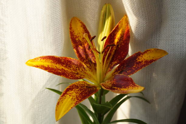 Orange lily flower,  Lilium Pensylvanicum