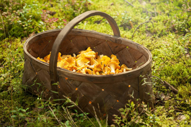 픽킹 버섯 - chanterelle basket edible mushroom mushroom 뉴스 사진 이미지