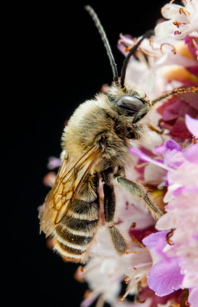 istock Eucera longicornis macro shot - solitary bee 800710776