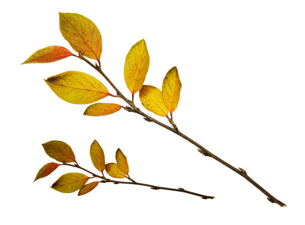 istock Autumn twigs with yellow leaves 800715088