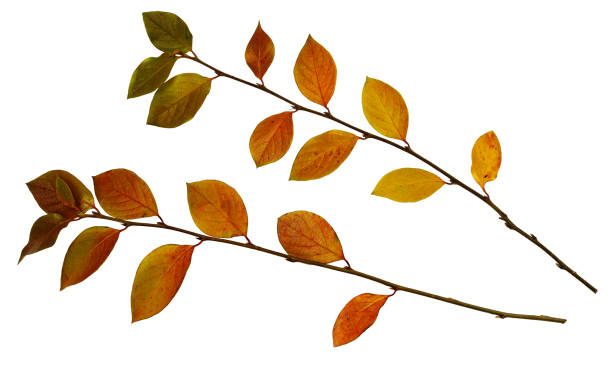istock Autumn twigs with ginger leaves 800715090