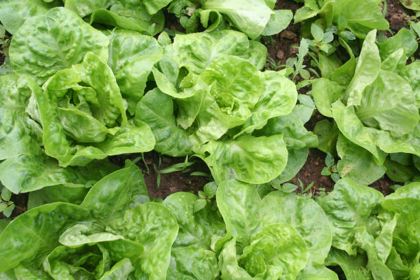 istock Lettuce in the vegetable garden 800748172