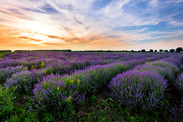 istock Beautiful image of lavender field Summer sunset. 800758946