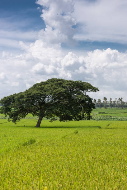istock Slanted dark green tree alone in rice field, Karnataka, india. 800825448