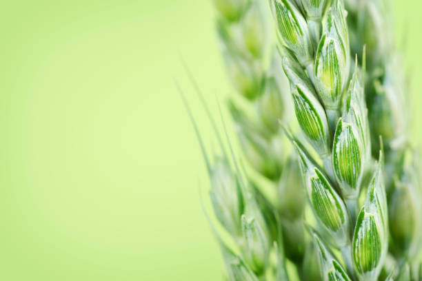 Light green background with copyspace and fresh wheat closeup