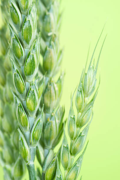Fresh Green wheat stock photo