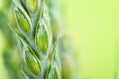 Light green background with copyspace and fresh wheat closeup