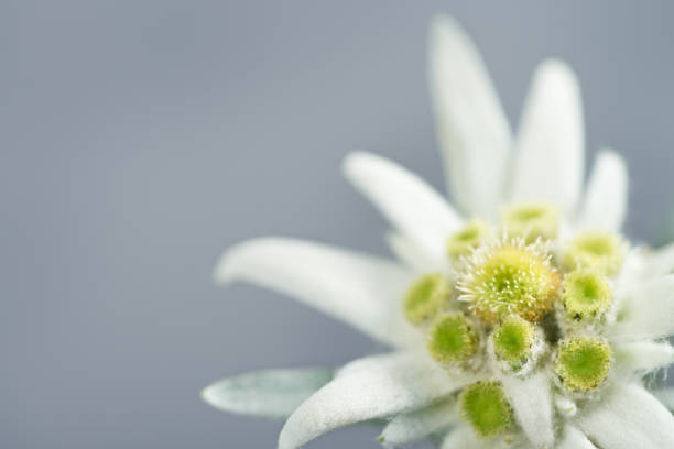 Edelweiss on gray background stock photo