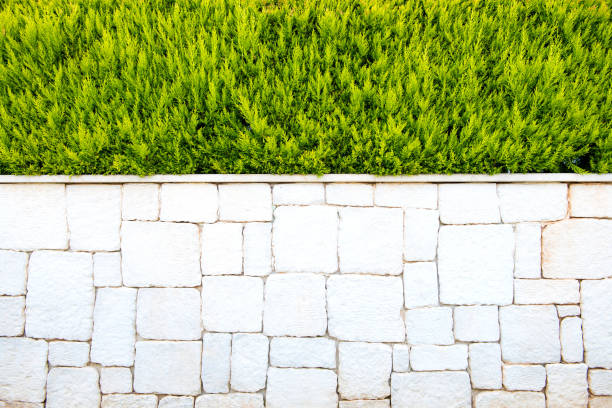 istock Wall of white marble bricks and spruce. Background 800845632
