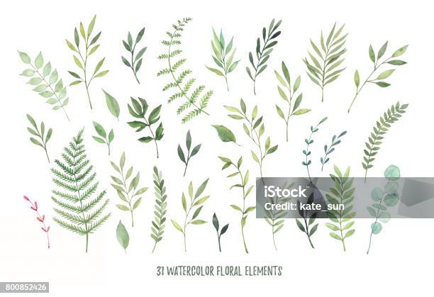 Hand Drawn Watercolor Illustrations Botanical Clipart Floral Design Elements Perfect For Wedding Invitations Greeting Cards Blogs Posters And More Stock Illustration - Download Image Now