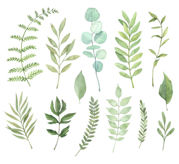 istock Hand drawn watercolor illustrations. Botanical clipart. Set of Green leaves, herbs and branches. Floral Design elements. Perfect for wedding invitations, greeting cards, blogs, posters and more 800852634