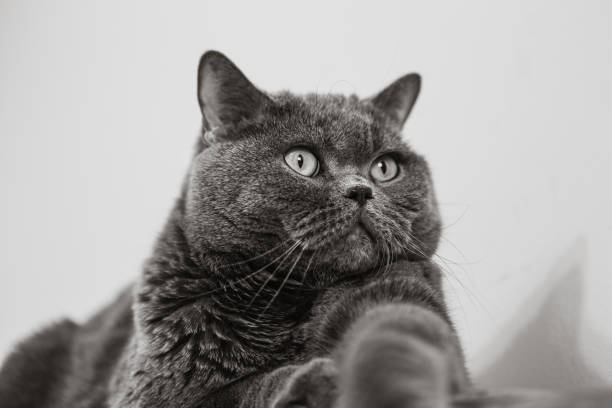 istock British Shorthair cat portrait on a white background 800853208