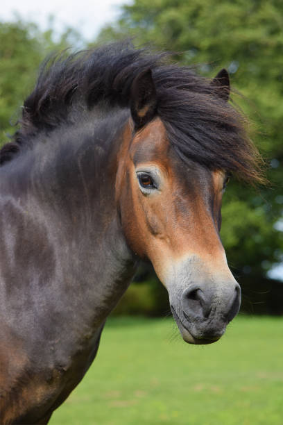 Exmoor Pony Portrait