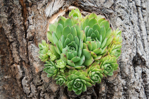 Houseleek Plant Growing out of the Log stock photo