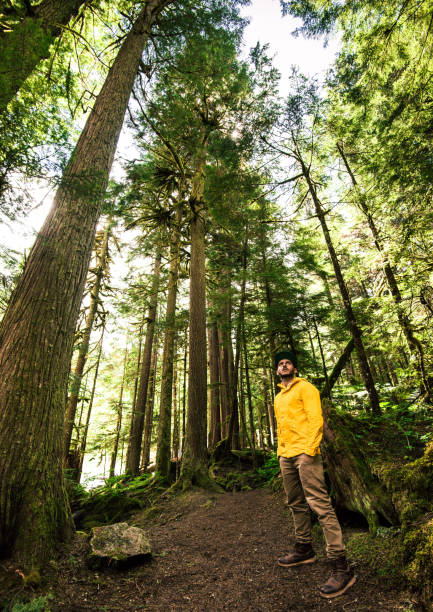 istock man hiking in the washington state 800887078