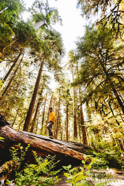 istock man hiking in the washington state 800889186