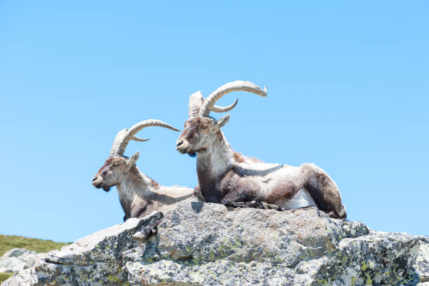 istock mountain goats in the foreground lie down on the rock 800901802