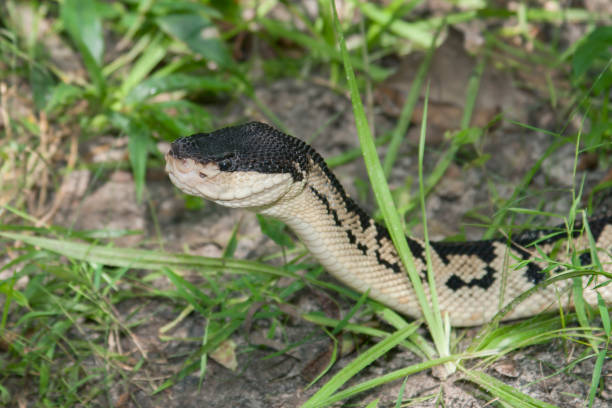 黒頭ブッシュ マスター毒ヘビ (ラケシス melanocephala) の熱帯雨林 - blackheaded ストックフォトと画像