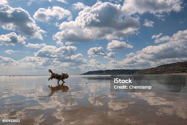 犬は走るチャーマス ドーセット州 イングランドで非常に反射のビーチ - 浜辺のストックフォトや画像を多数ご用意 - 浜辺, 犬, Horizon