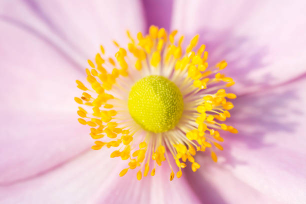 istock Anemone macro, pink flower with yelow stamens September Charm 800922636