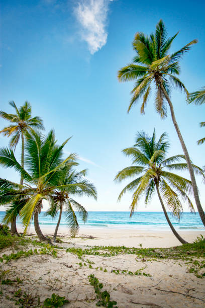 istock A stretch of beautiful unspoilt Caribbean Coastline 800923068