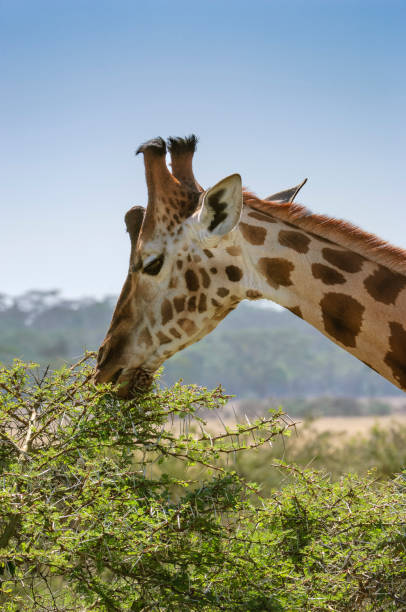 istock Wild Rothchilds Giraffe Eating Acaia Leaves 800943082