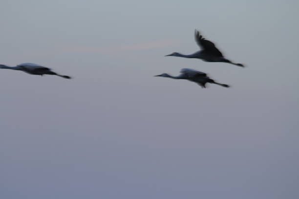 istock Sandhill cranes in nature 800950244