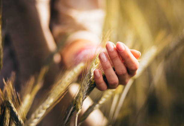 donna che tocca le teste di grano in un campo coltivato - wheat cereal plant agriculture green foto e immagini stock