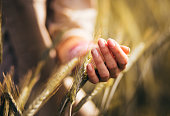 Woman touching the heads of wheat in a cultivated field