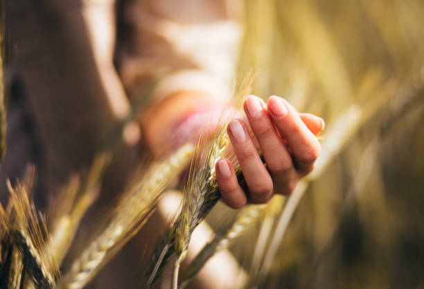 женщина касаясь головы пшеницы в культивируемом поле - agriculture harvesting wheat crop стоковые фото и изображения