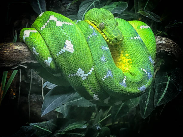 Emerald tree boa Emerald tree boas are found in lowland tropical rainforests in the Amazonian and Guianan regions of South America. green boa snake corallus caninus stock pictures, royalty-free photos & images