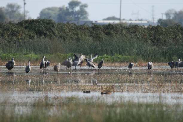 istock Sandhill cranes in nature 800953542