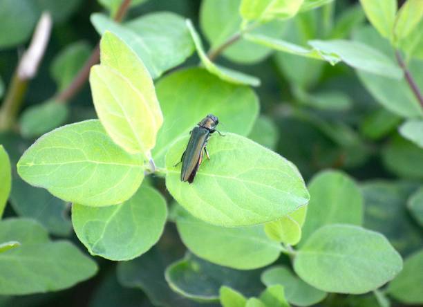 a natureza - freixo - fotografias e filmes do acervo