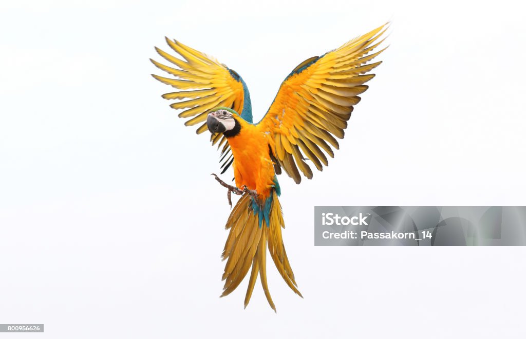 parrot colorful flying parrot isolated on white Parrot Stock Photo