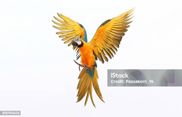 Parrot Stock Photo - Download Image Now - Parrot, Bird, Cut Out