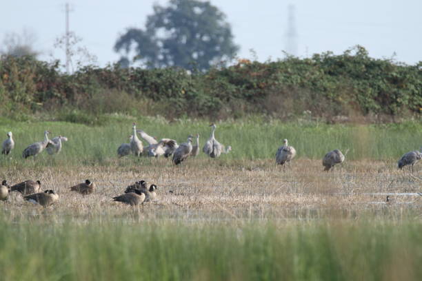 istock Sandhill cranes in nature 800958800